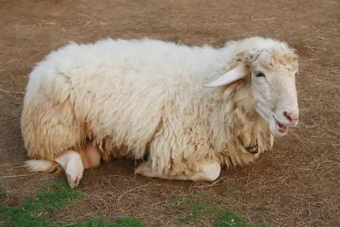 Sheep on soil ground Stock Photos