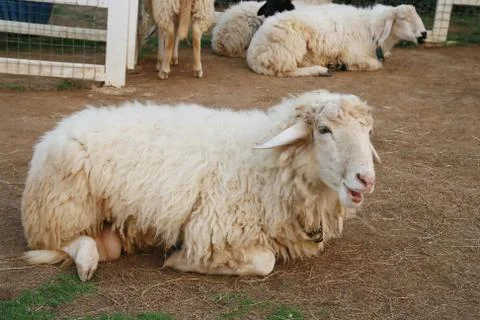Sheep on soil ground Stock Photos