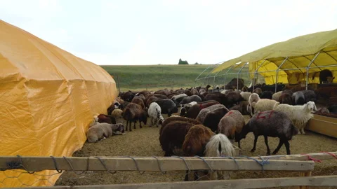 Sheep sold for Eid al-Adha. Animal market Stock Footage 200859021