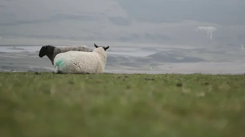 Sheep on the South Downs Stock Footage 120018101