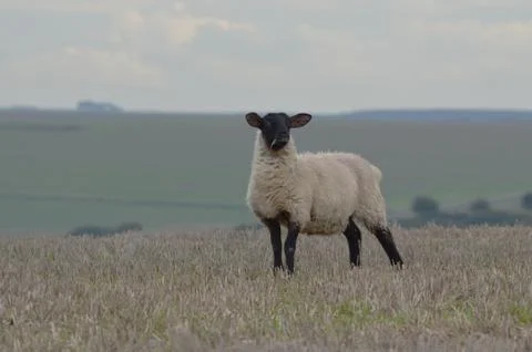 Sheep on the south downs Stock Photos