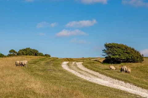 Sheep in the South Downs Stock Photos