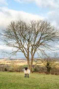 A Sheep in the South Downs Stock Photos