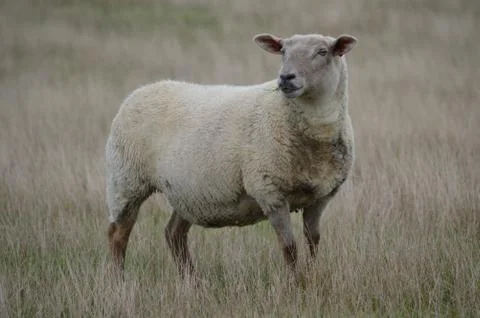 A sheep on the southdowns Stock Photos