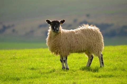 A sheep on the southdowns Stock Photos