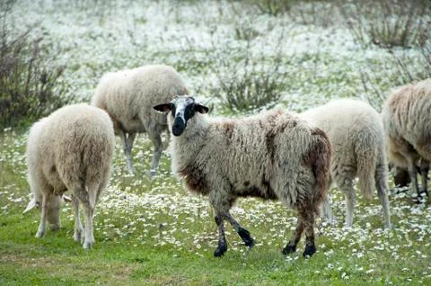 Sheep in spring field Greece Stock Photos