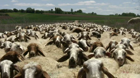 Sheep in spring Vidéo 379959
