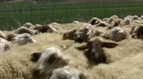 Sheep in spring Vidéo 380268