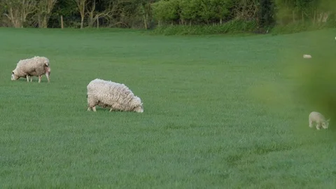Sheep with spring lambs grazing in a british farmers field on a sunny day Stock Footage 90768946
