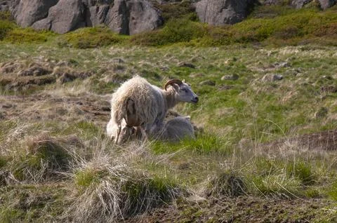 Sheep in spring pasture Stock Photos