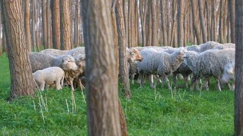 Sheep In Spring Time In The Forest Hills Video stock 88417406