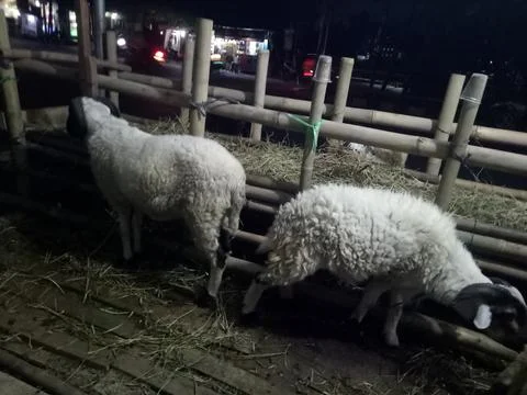 Sheep in the stable eating Stock Photos