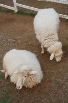 Sheep in stable Stock Photos