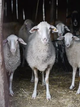 Sheep stable Stock Photos