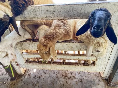 Sheep in the stable Stock Photos