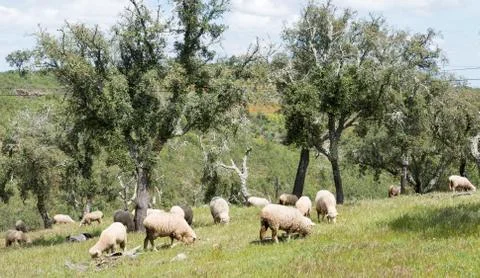 Sheep stack with olive trees Stock Photos