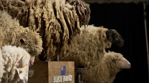 Sheep on stage, showcasing different breeds in farm. Bond, Black Romney, Suffolk Stock Footage 301687091