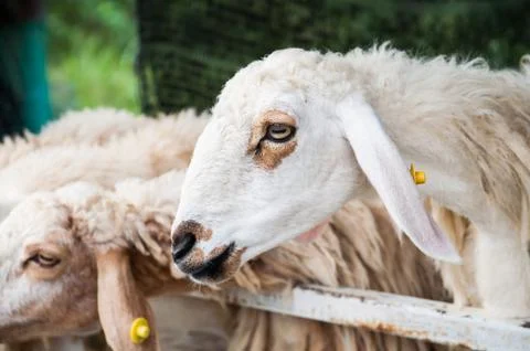 Sheep in stall Stock Photos