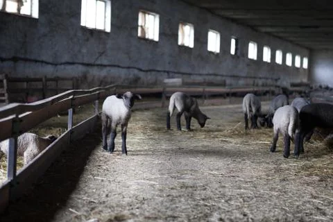 Sheep stall Stock Photos