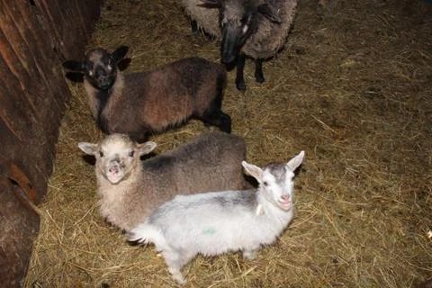 Sheep in the stall Stock Photos