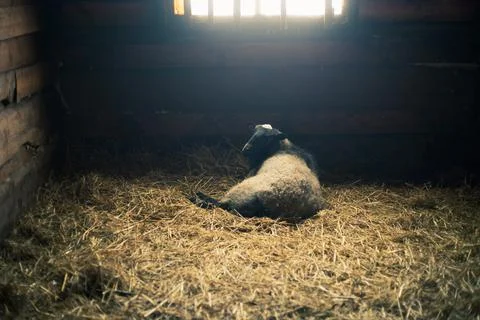 Sheep in the stall Stock Photos