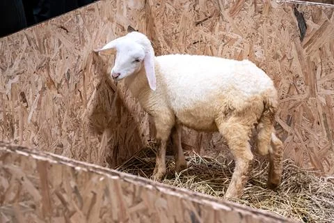 Sheep in the stall Foto stock