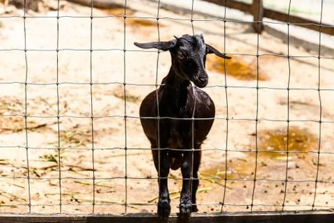 Sheep stand alone in a cage. Stock Photos