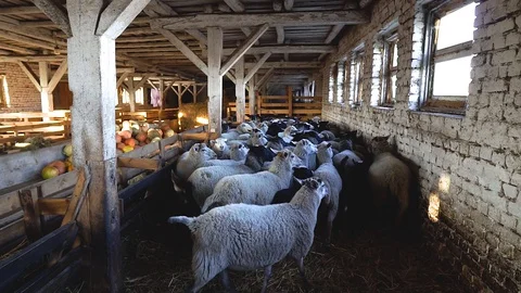 Sheep stand in the barn in the hay and look at the camera. Sheep on the farm. Stock Footage 128659218
