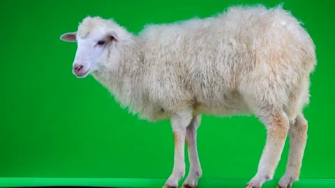 Sheep stand on the green screen Stock-Footage 90118112