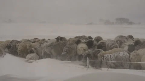 Sheep Standing Against Strong Wind During Heavy Snowfall in Winter Stock Footage 326152317