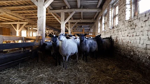 Sheep standing in a barn on the hay and look at the camera. Sheep in a barn. Stock Footage 128659231