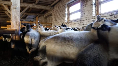 Sheep standing in a barn on the hay, and then start running. Sheep in a barn. Stock Footage 128659239