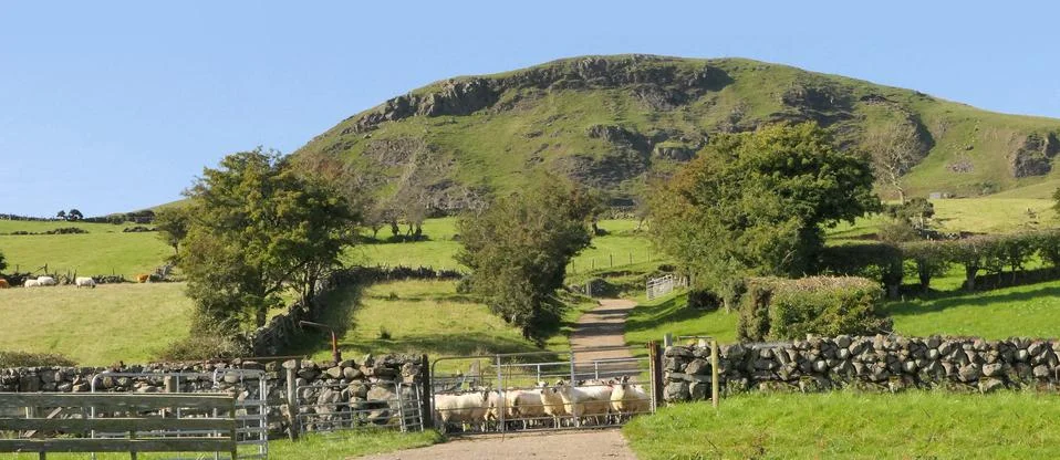 Sheep standing behind a gate on mountain Ireland Stock Photos
