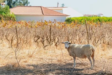 Sheep standing in dry vineyard Stock Photos