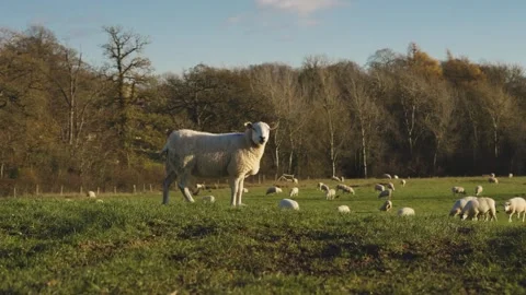 Sheep standing in a field, cute farm animals Stock-Footage 329632170