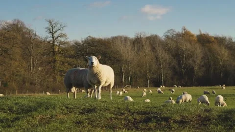 Sheep standing in a field, cute farm animals Stock-Footage 329632176
