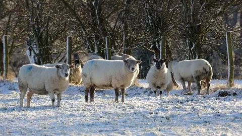 Sheep standing in a field as light snow falls around them, England, UK Video stock 297750663