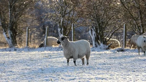 Sheep standing in a field as light snow falls around them, England, UK Stock Footage 297750744