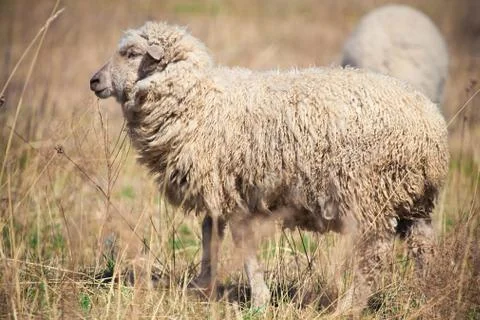 Sheep standing in the field Stock Photos