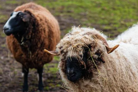 Sheep standing in a field 스톡 사진