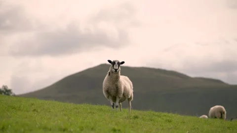 A sheep standing in front of a mountain in the Peak District of England Stock Footage 318259086