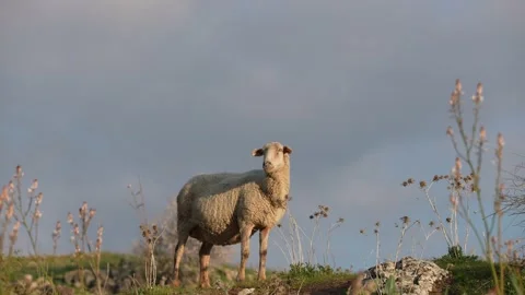 Sheep Standing in the Golan Heights 스톡 동영상 179532231