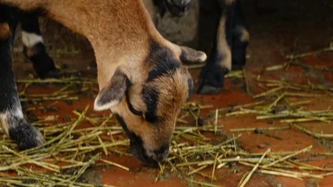 Sheep standing inside a zoo enclosure and later eating hay. Concept of farm Stock Footage 325792089