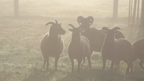 Sheep standing in a misty field during sunrise looking in the camera Stock-Footage 166304992