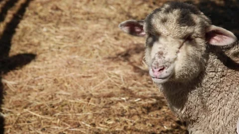 A sheep standing in a pen Stock Footage 155399300