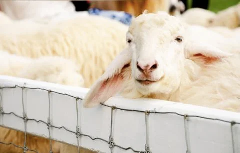 Sheep standing in a pen Stock Photos