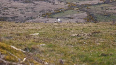 Sheep stands looking at the camera, Dartmoor Stock Footage 74604355