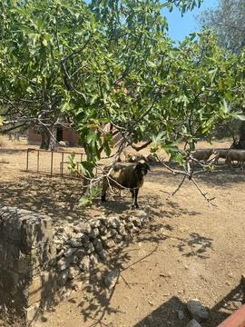 Sheep stands in the shade of a fig tree in a dry pasture Fotos Stock