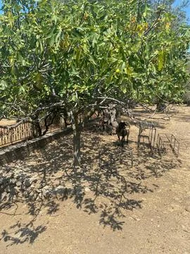 Sheep stands in the shade of a fig tree in a dry, sunlit field Fotos Stock