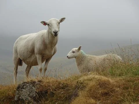 Sheep stands on a small rocky patch, facing toward the camera Stock Photos